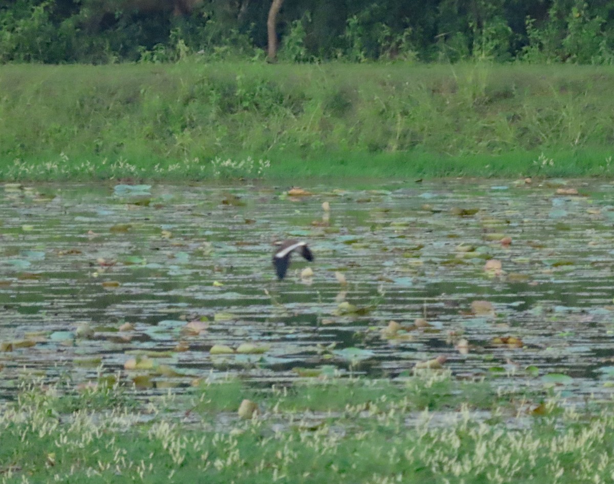 Red-wattled Lapwing - ML647849291