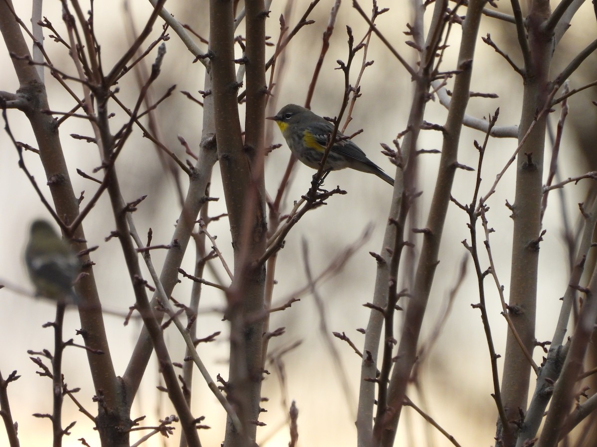 Yellow-rumped Warbler - ML647849292