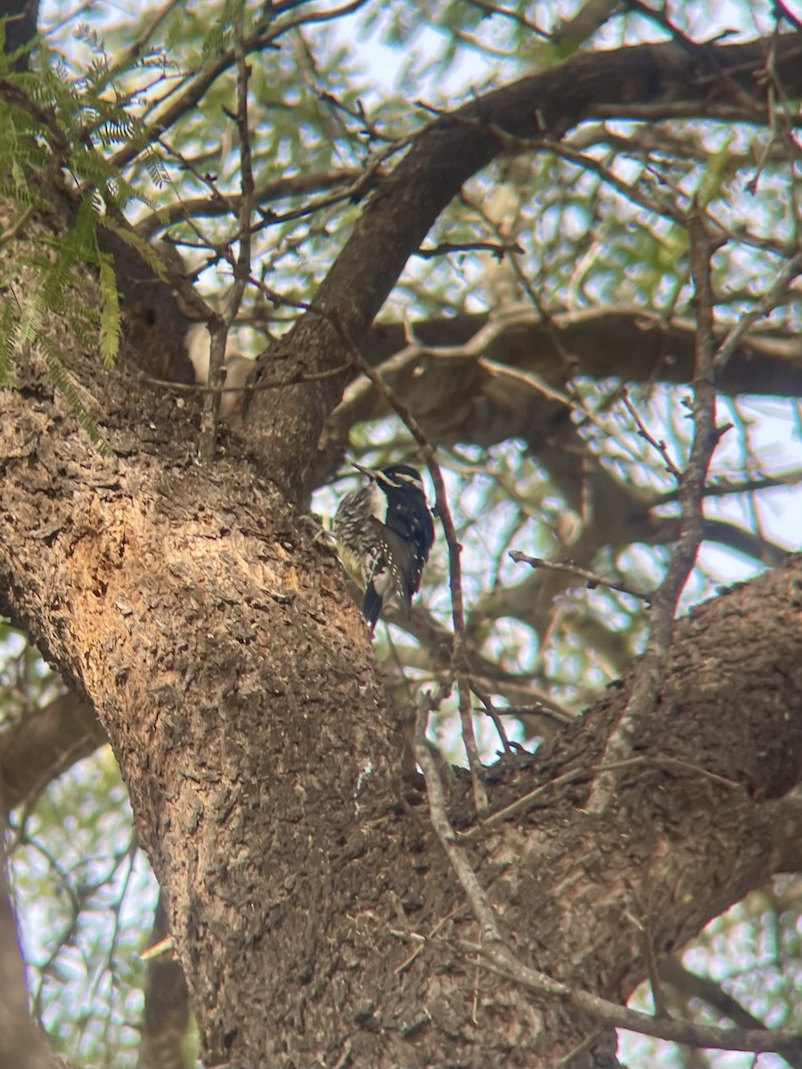 Williamson's Sapsucker - ML647849295