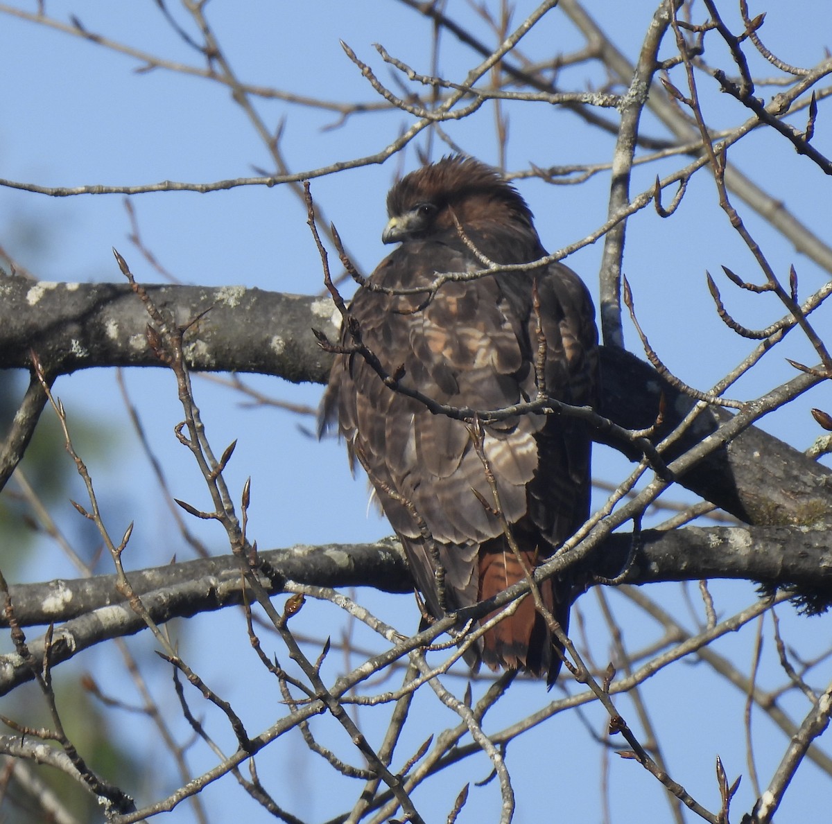 Red-tailed Hawk - ML647849296