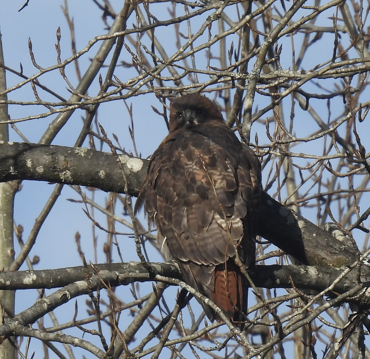 Red-tailed Hawk - ML647849297