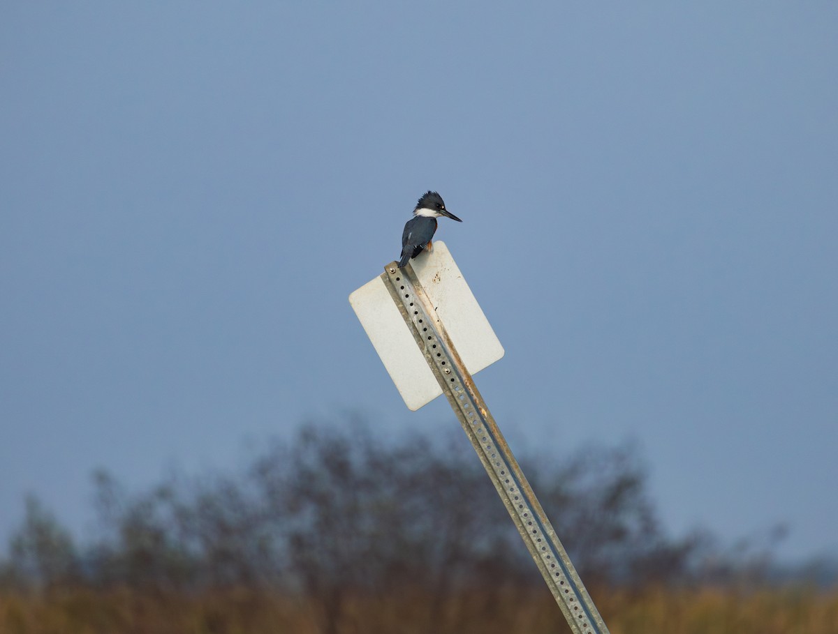 Belted Kingfisher - ML647849304