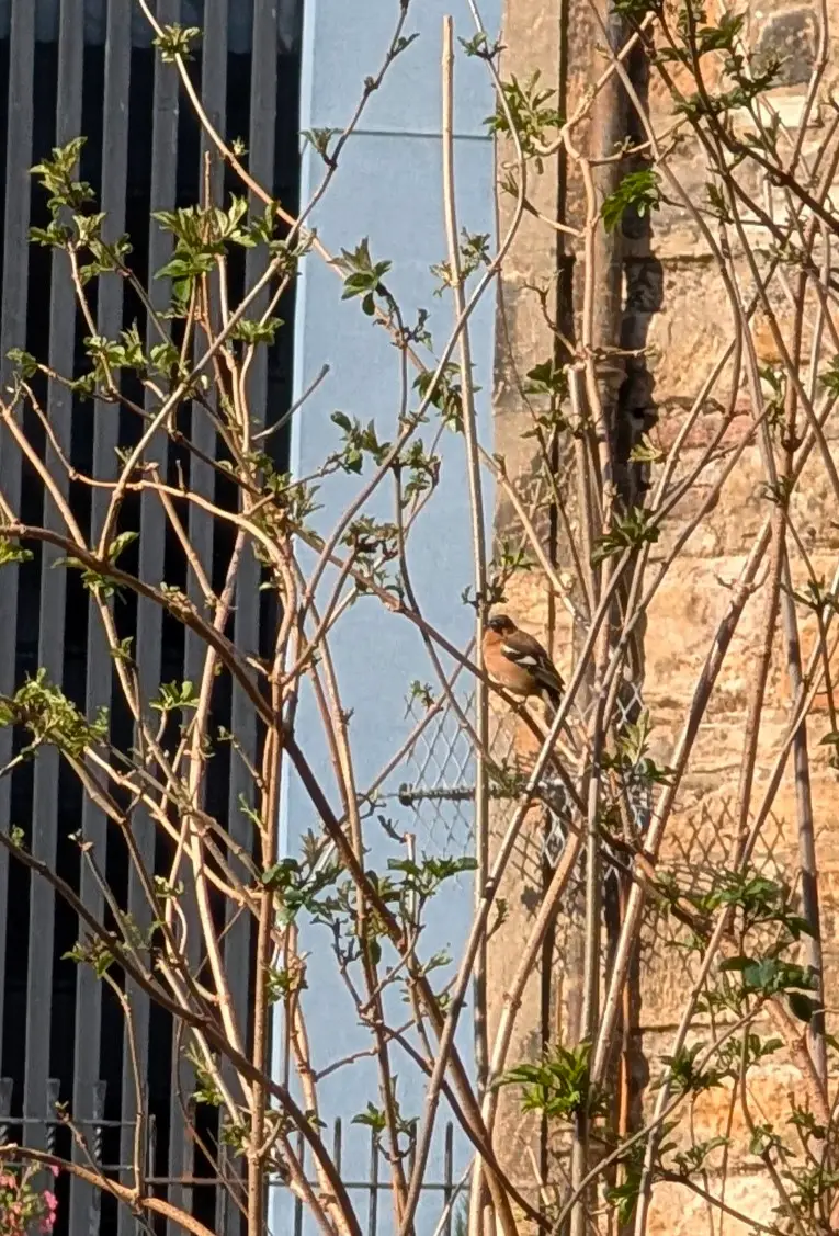 Common Chaffinch - ML647849309