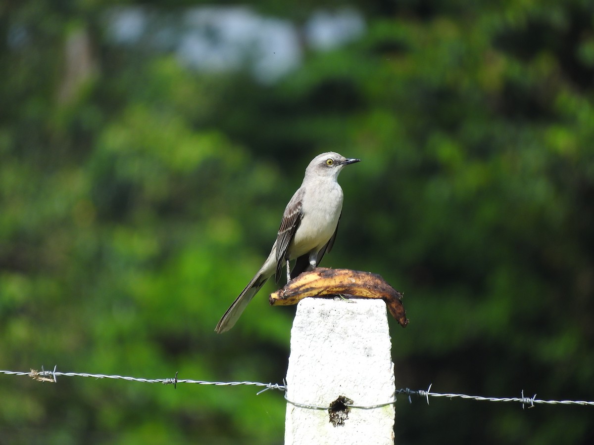 Tropikal Taklitçi - ML647849359