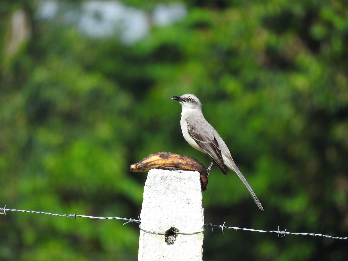 Tropikal Taklitçi - ML647849362