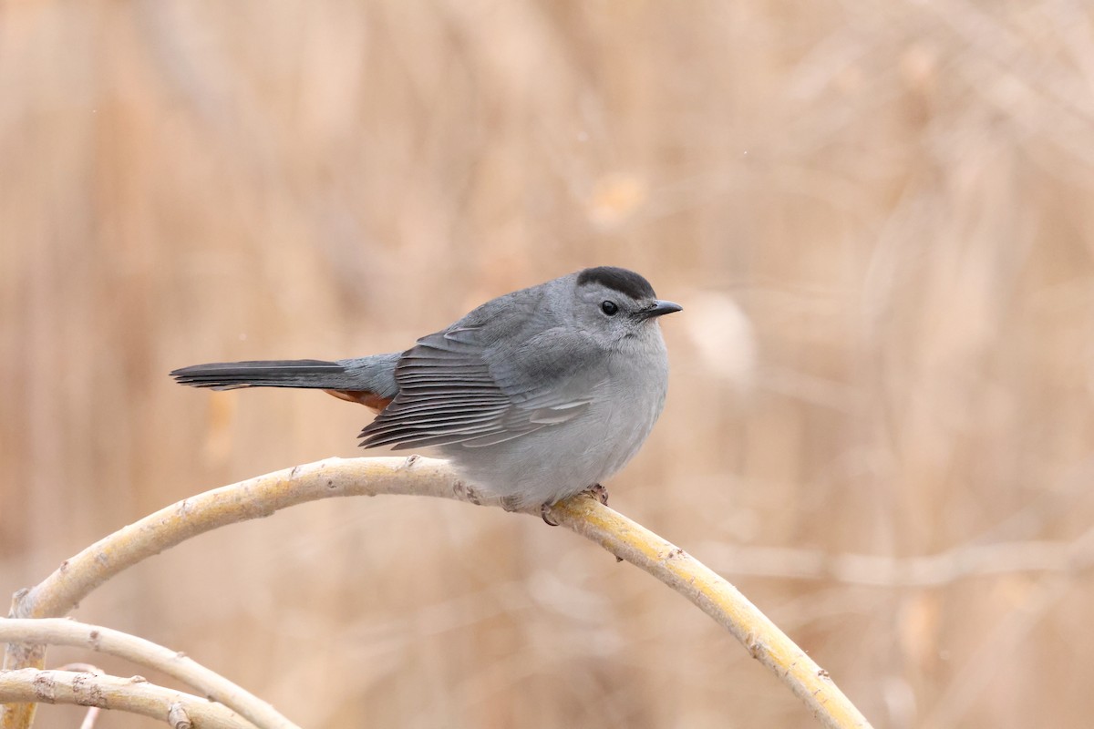 Moqueur chat - ML647849363