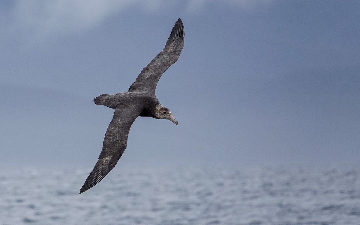 Southern Giant-Petrel - ML647849370