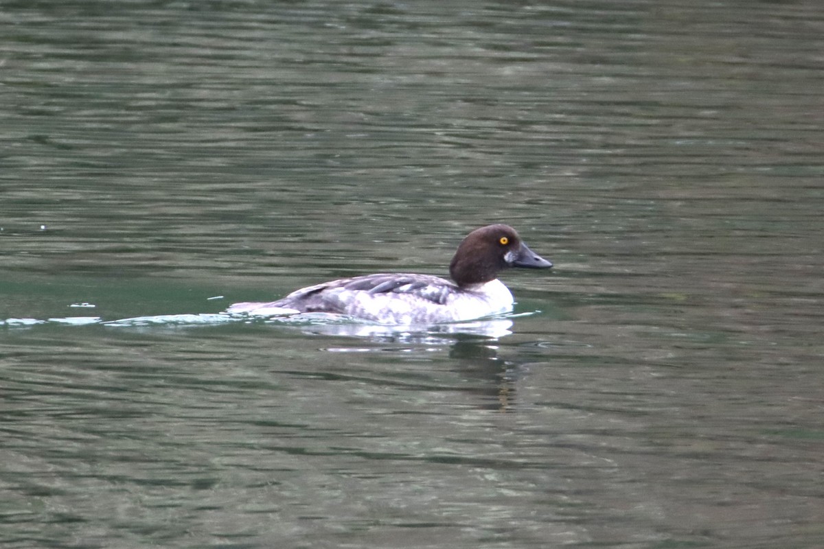 Common Goldeneye - ML647849376