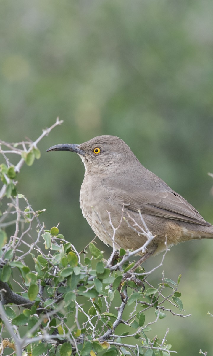 Curve-billed Thrasher - ML647849378