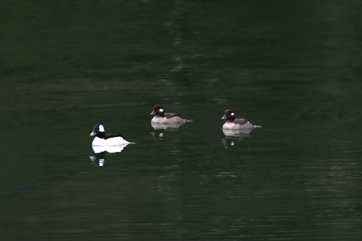 Bufflehead - ML647849379