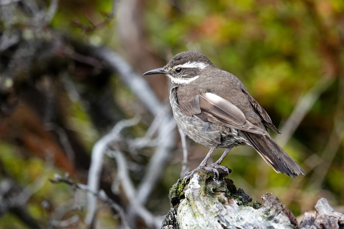 Dark-bellied Cinclodes - ML647849380