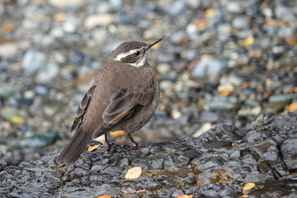 Dark-bellied Cinclodes - ML647849381