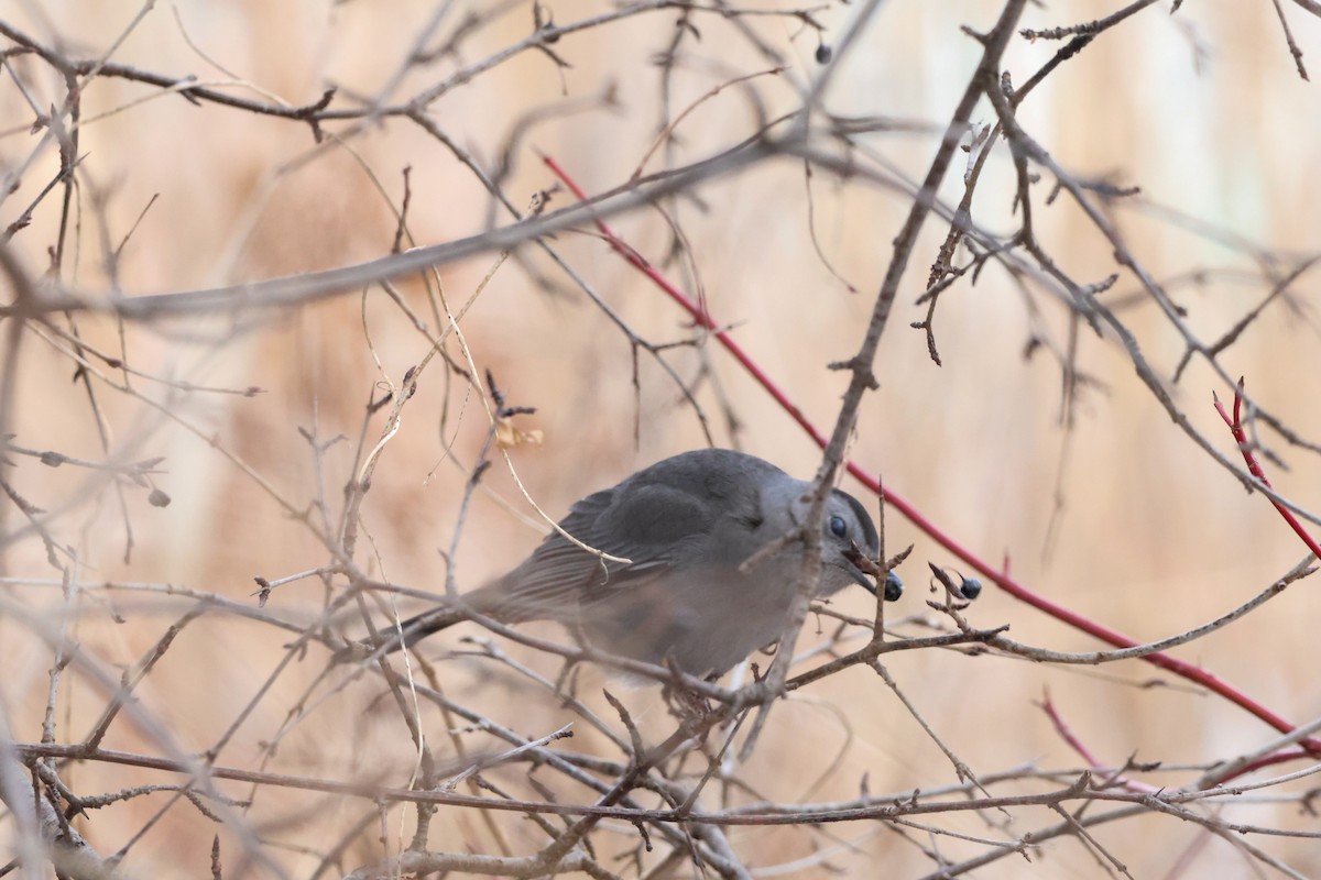 Gray Catbird - ML647849383