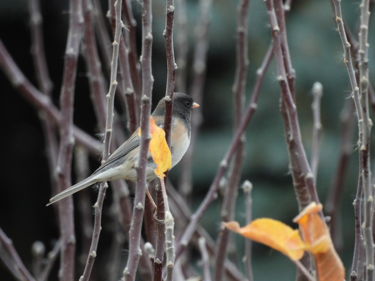 Dark-eyed Junco - ML647849384