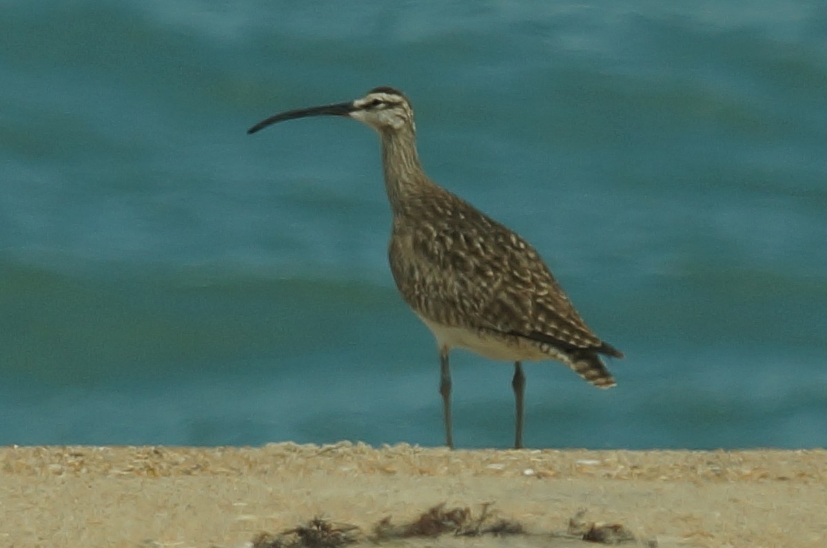 Hudsonian Whimbrel - ML647849386