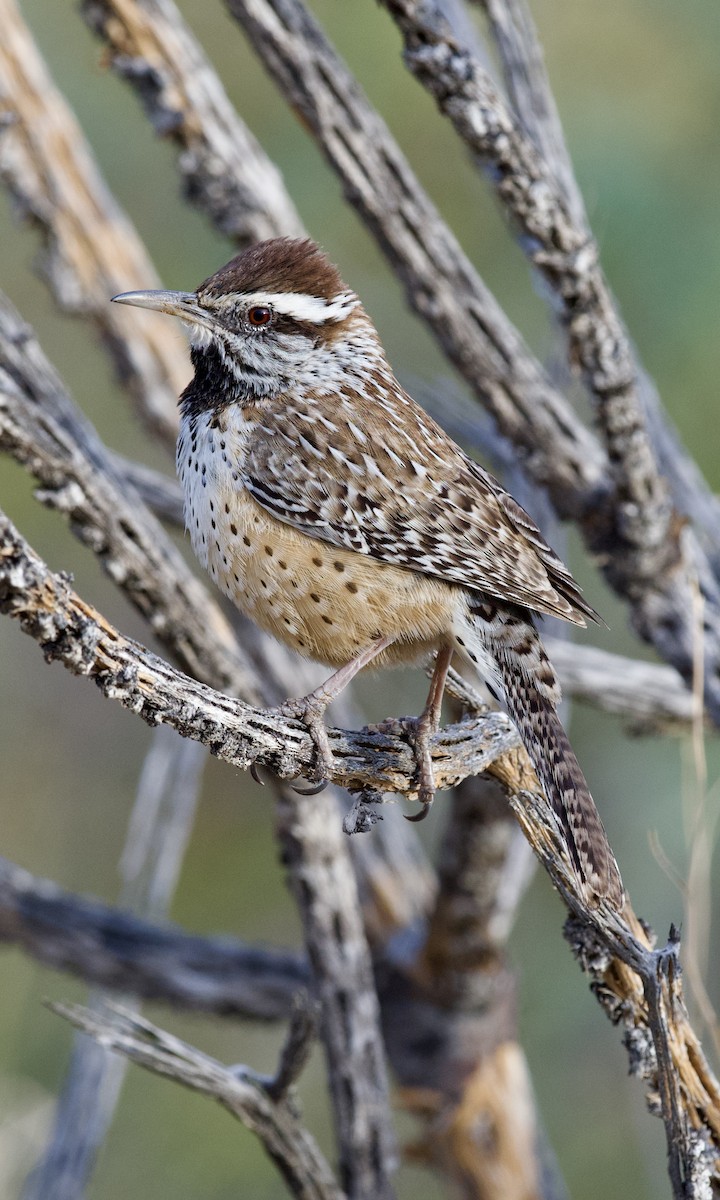 Cactus Wren - ML647849391
