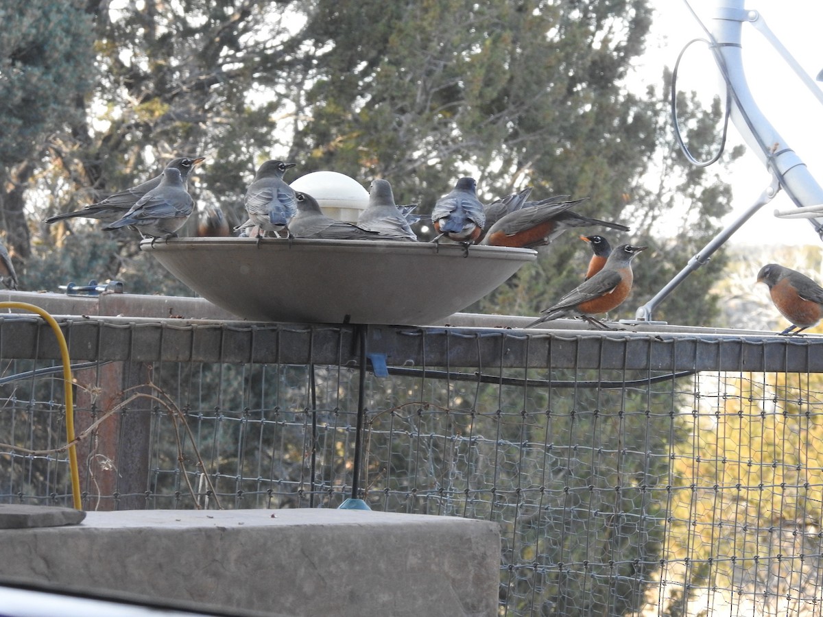 American Robin - ML647849392