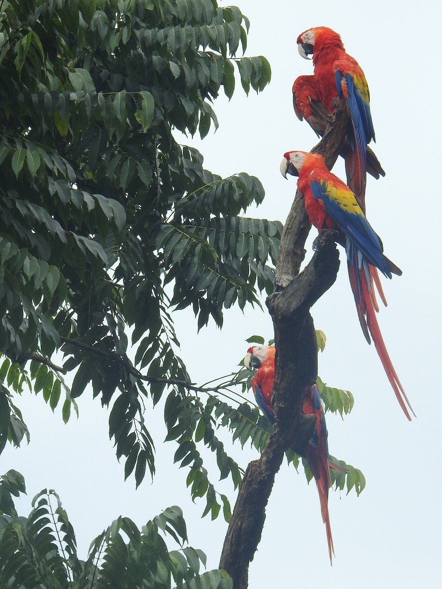 Scarlet Macaw - ML647849393