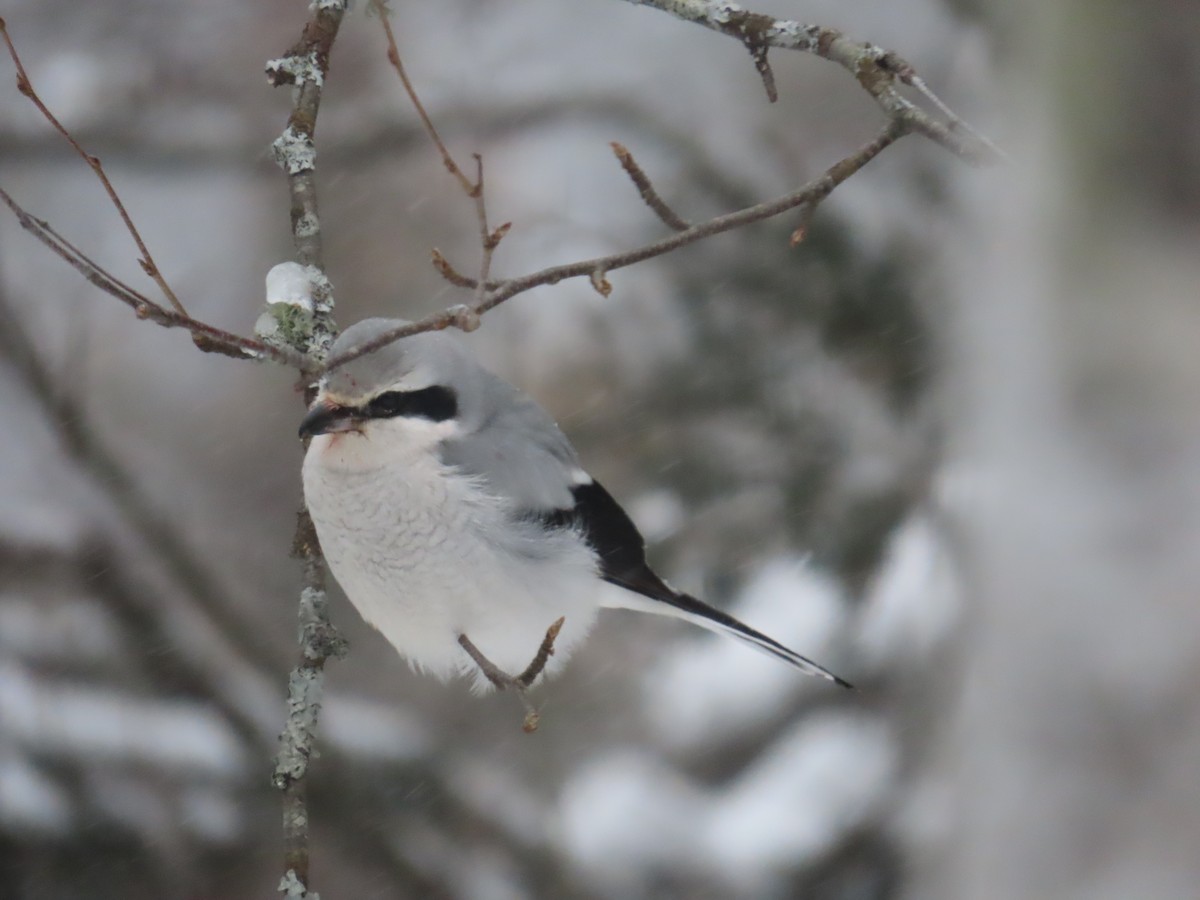Northern Shrike - ML647849394