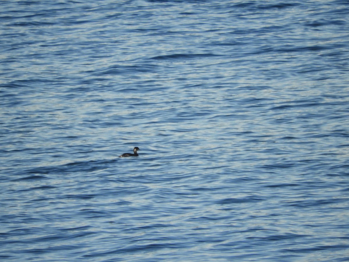Eared Grebe - ML647849395