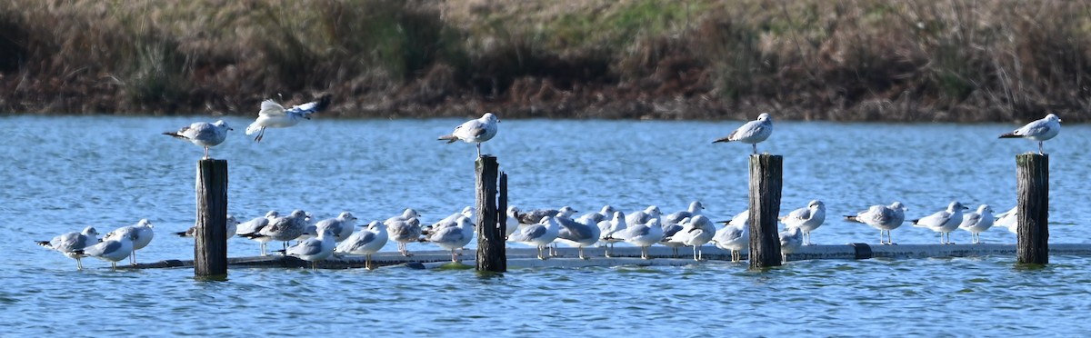 Ring-billed Gull - ML647849398