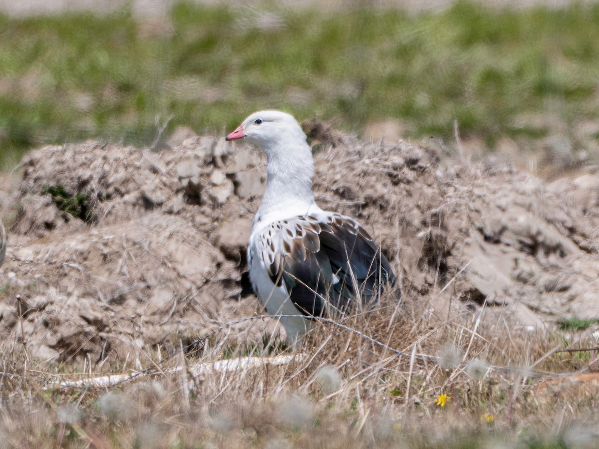 Andean Goose - ML647849399