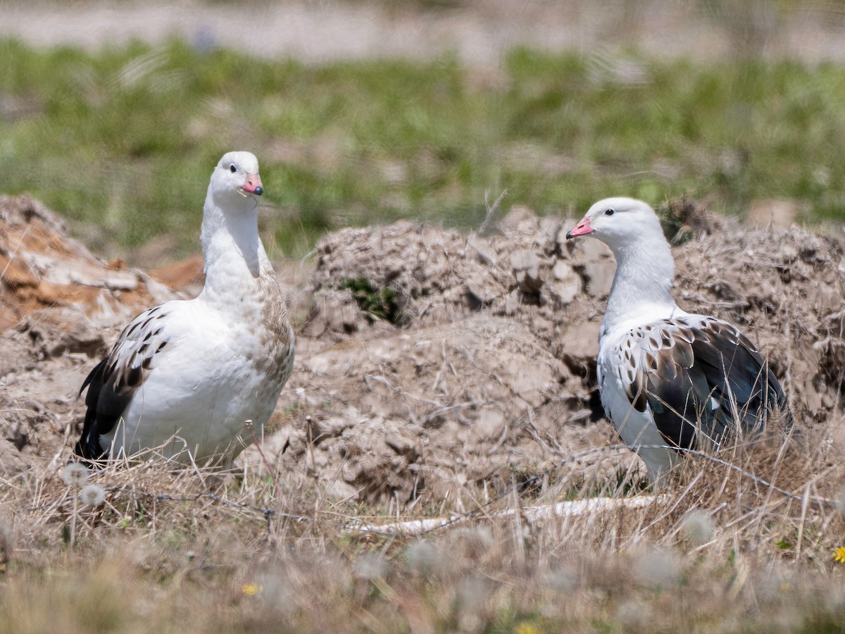 Andean Goose - ML647849400