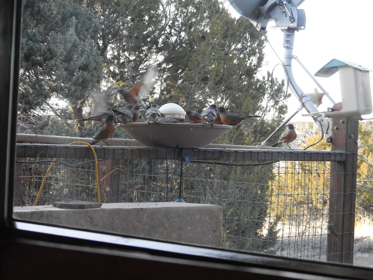 American Robin - ML647849406