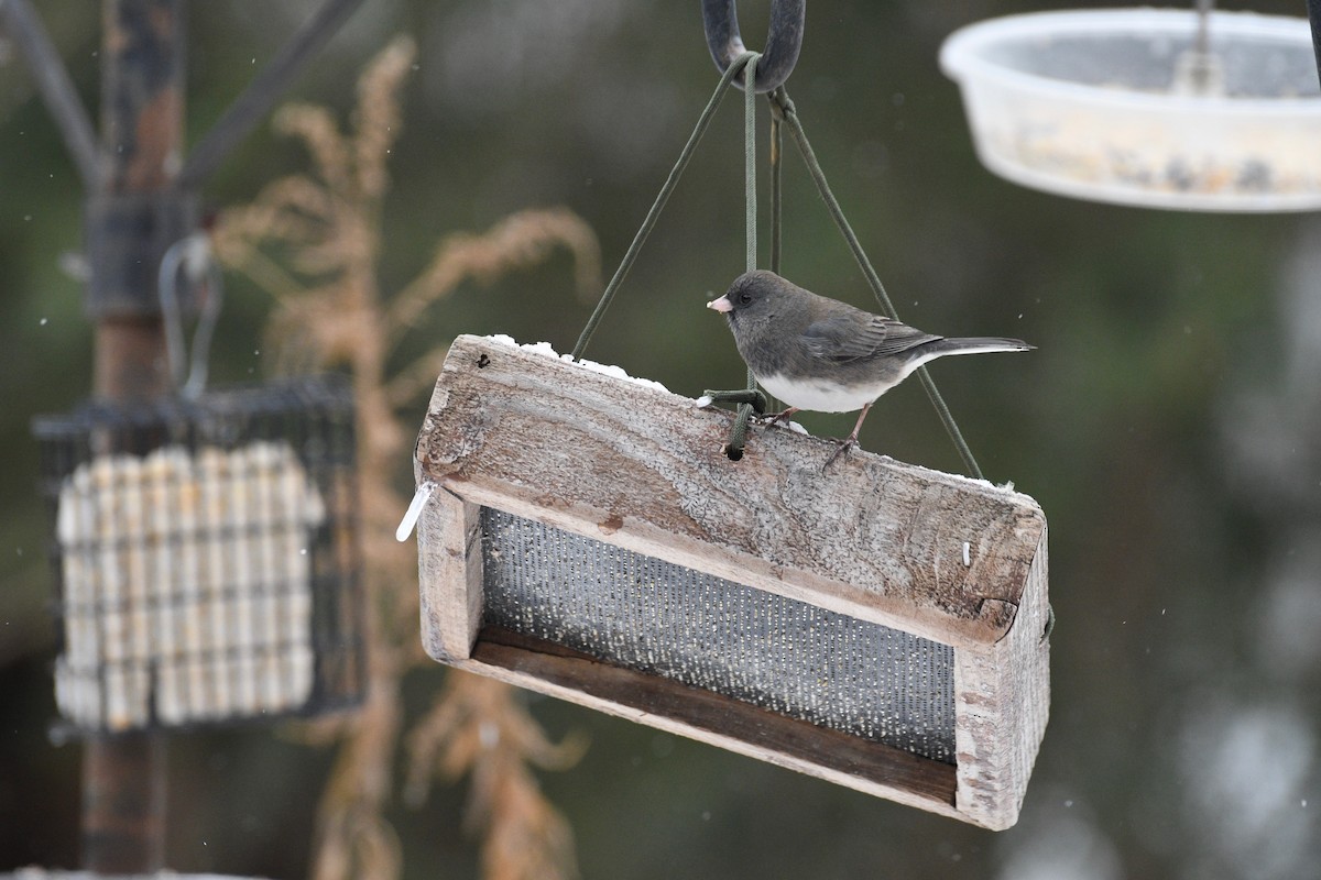Dark-eyed Junco - ML647849407