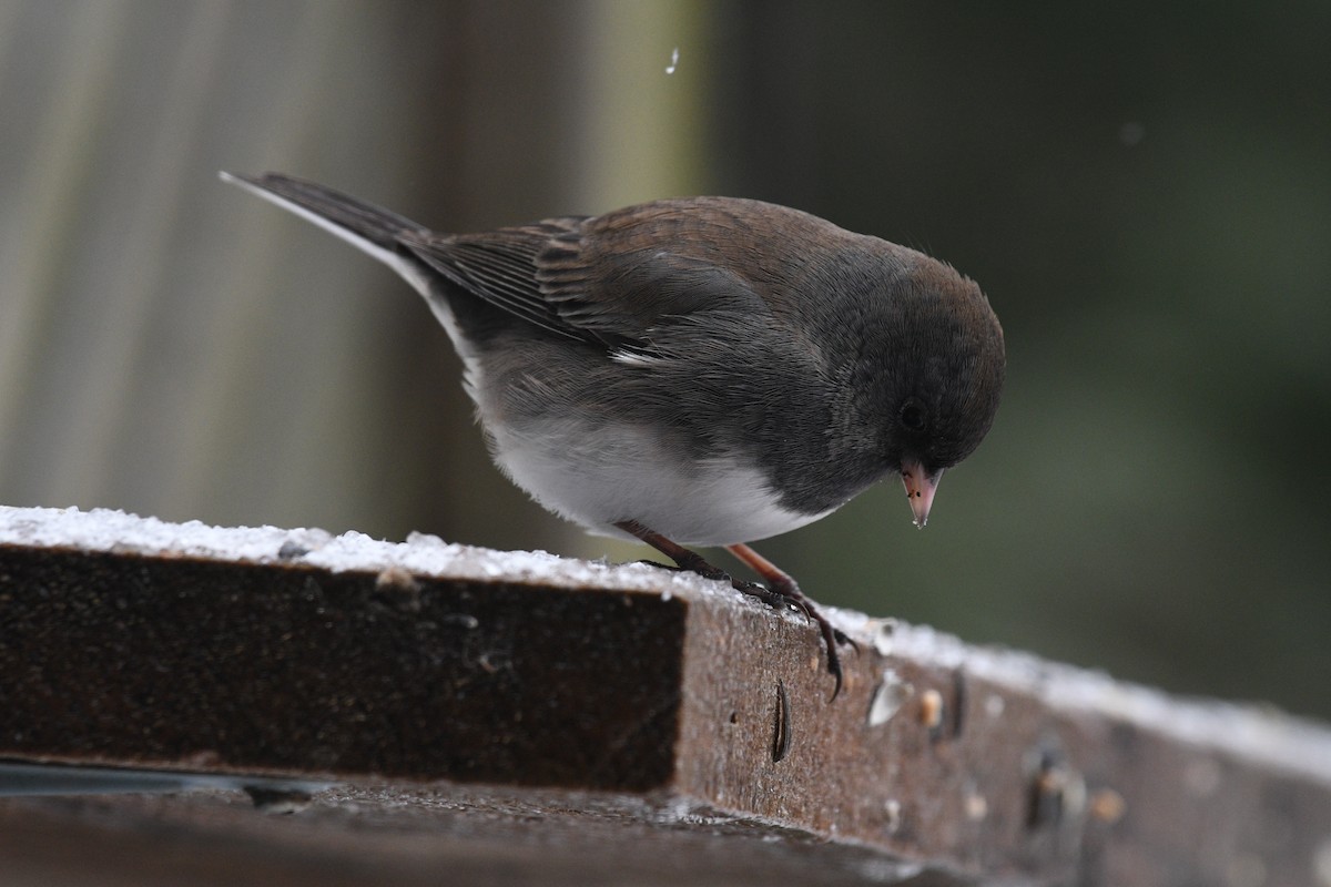 Dark-eyed Junco - ML647849408