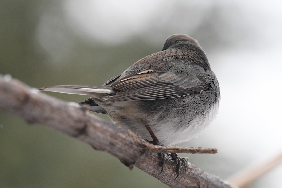 Dark-eyed Junco - ML647849410