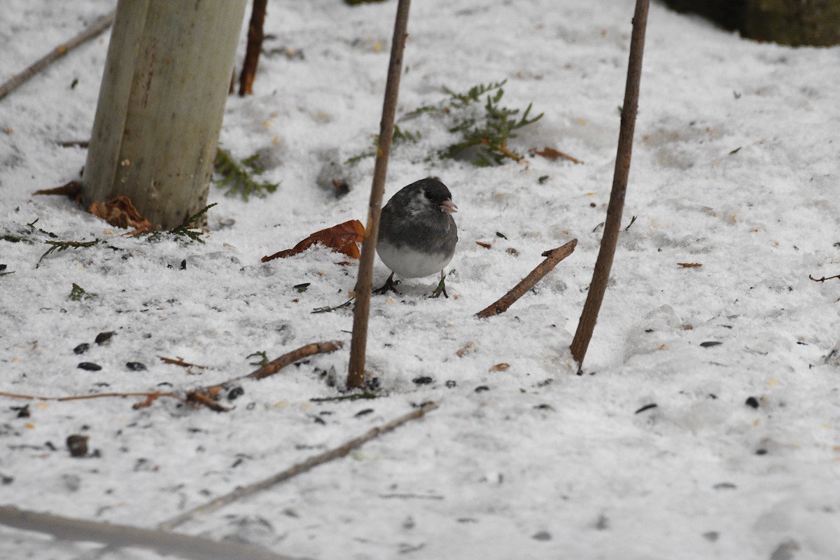 Dark-eyed Junco - ML647849411