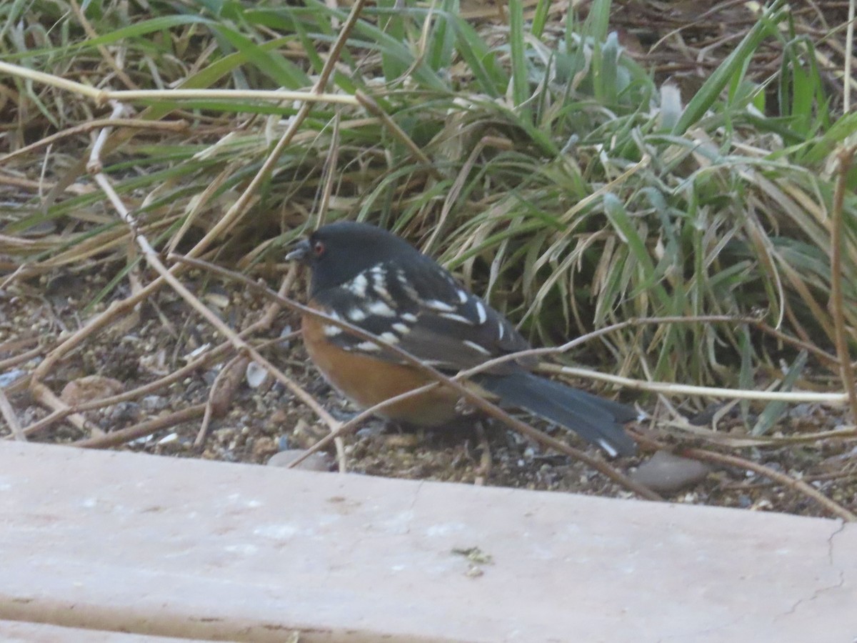 Spotted Towhee - ML647849413