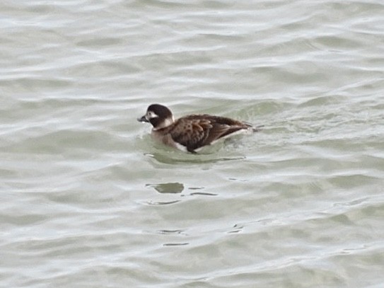 Long-tailed Duck - ML647849416