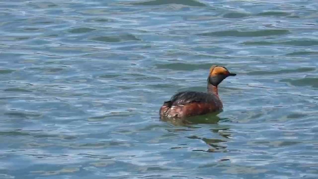 Horned Grebe - ML647849445