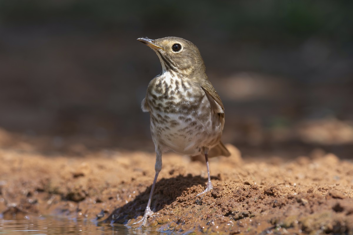 drozd západní - ML647849448