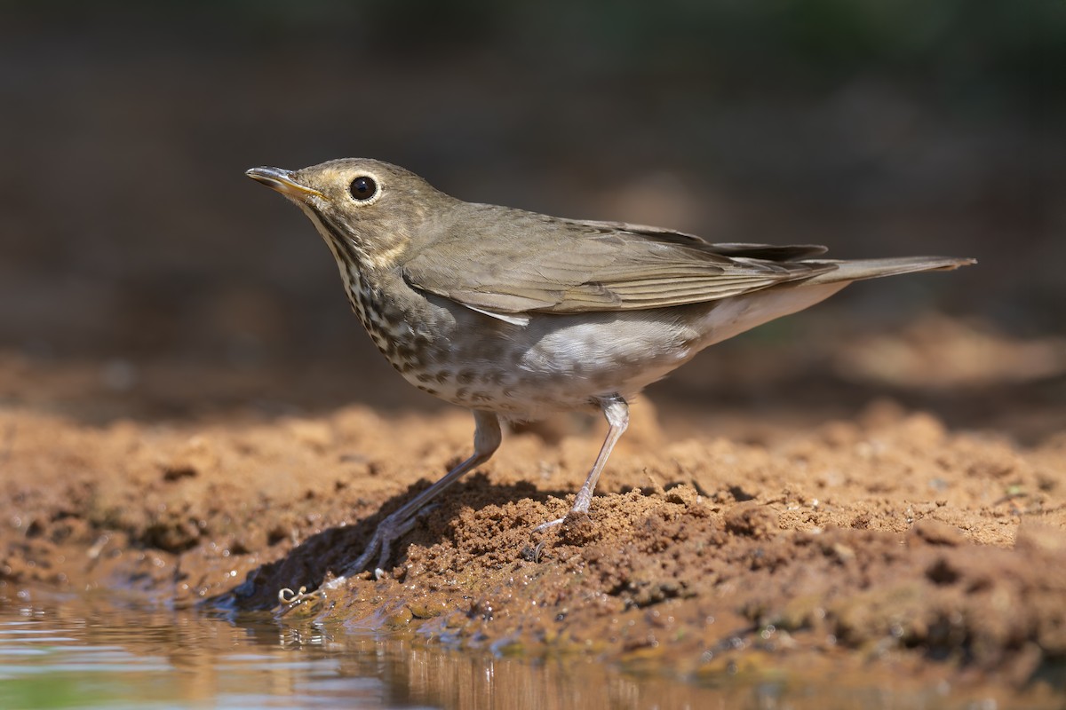 drozd západní - ML647849449