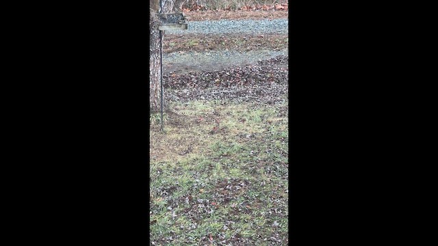 purpurfink - ML647849496