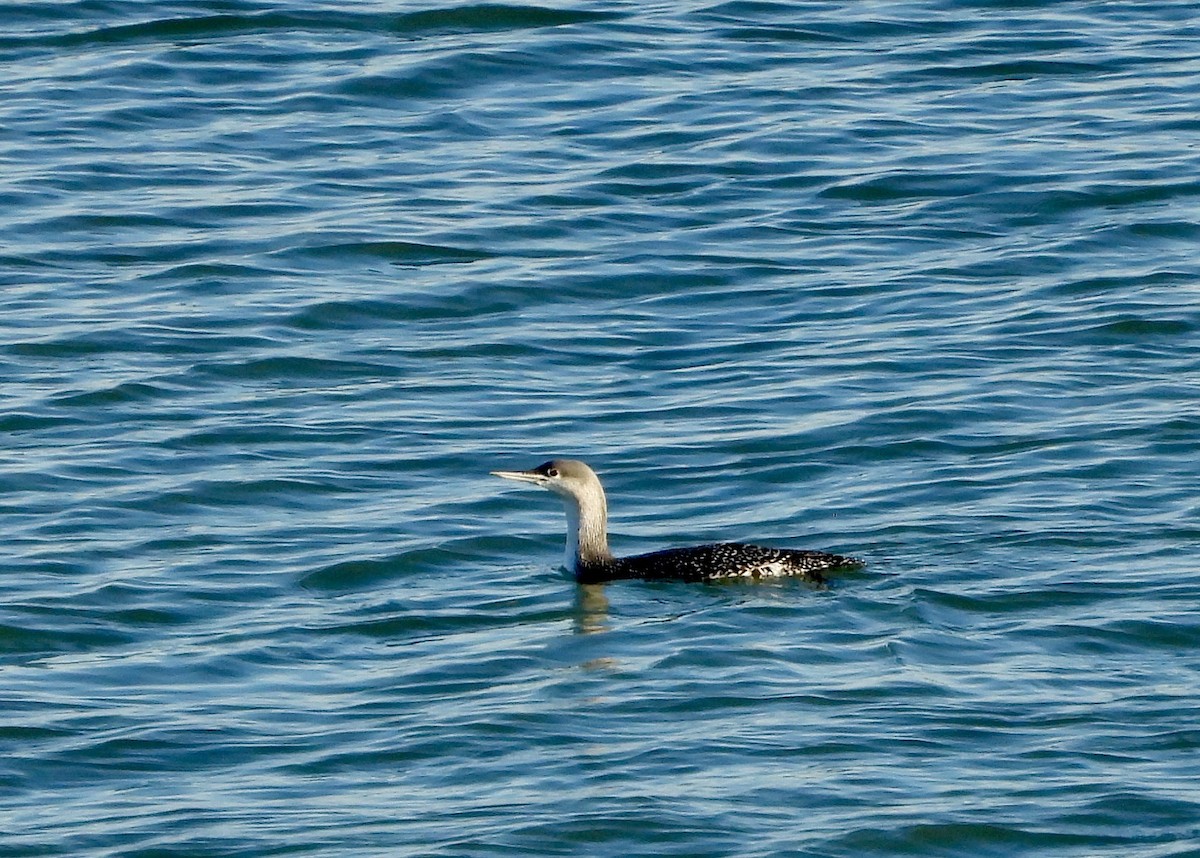 צוללן אדום-גרון - ML647849504