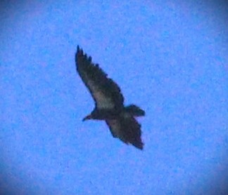 Kalifornienkondor - ML647849519