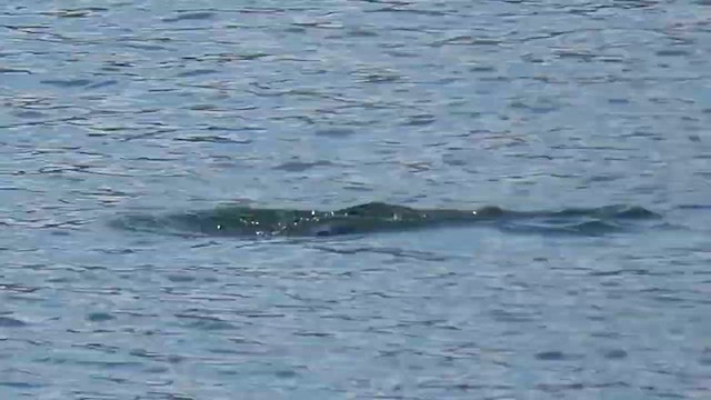 Common Loon - ML647849530