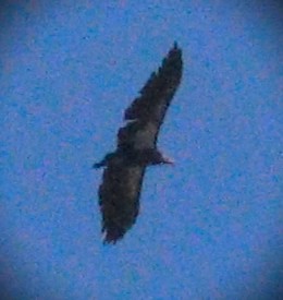 Kalifornienkondor - ML647849548