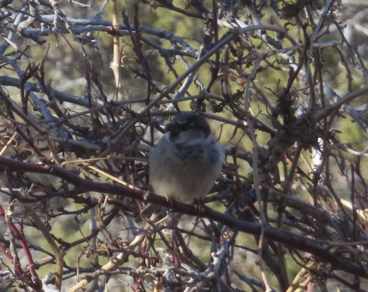 vrabec domácí - ML647849560