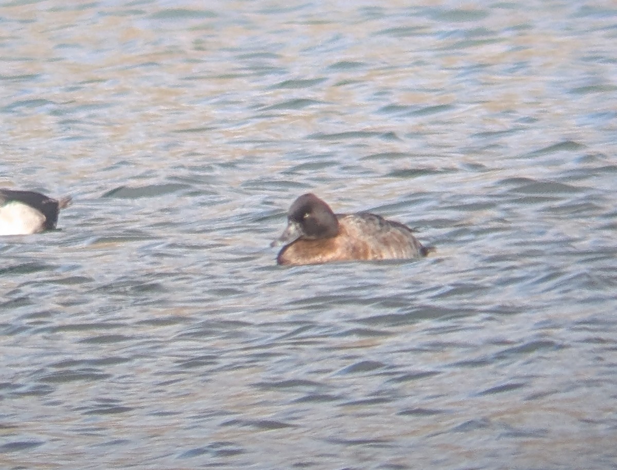 purpurhodeand - ML647849589