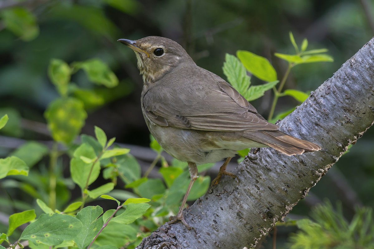 drozd západní - ML647849611