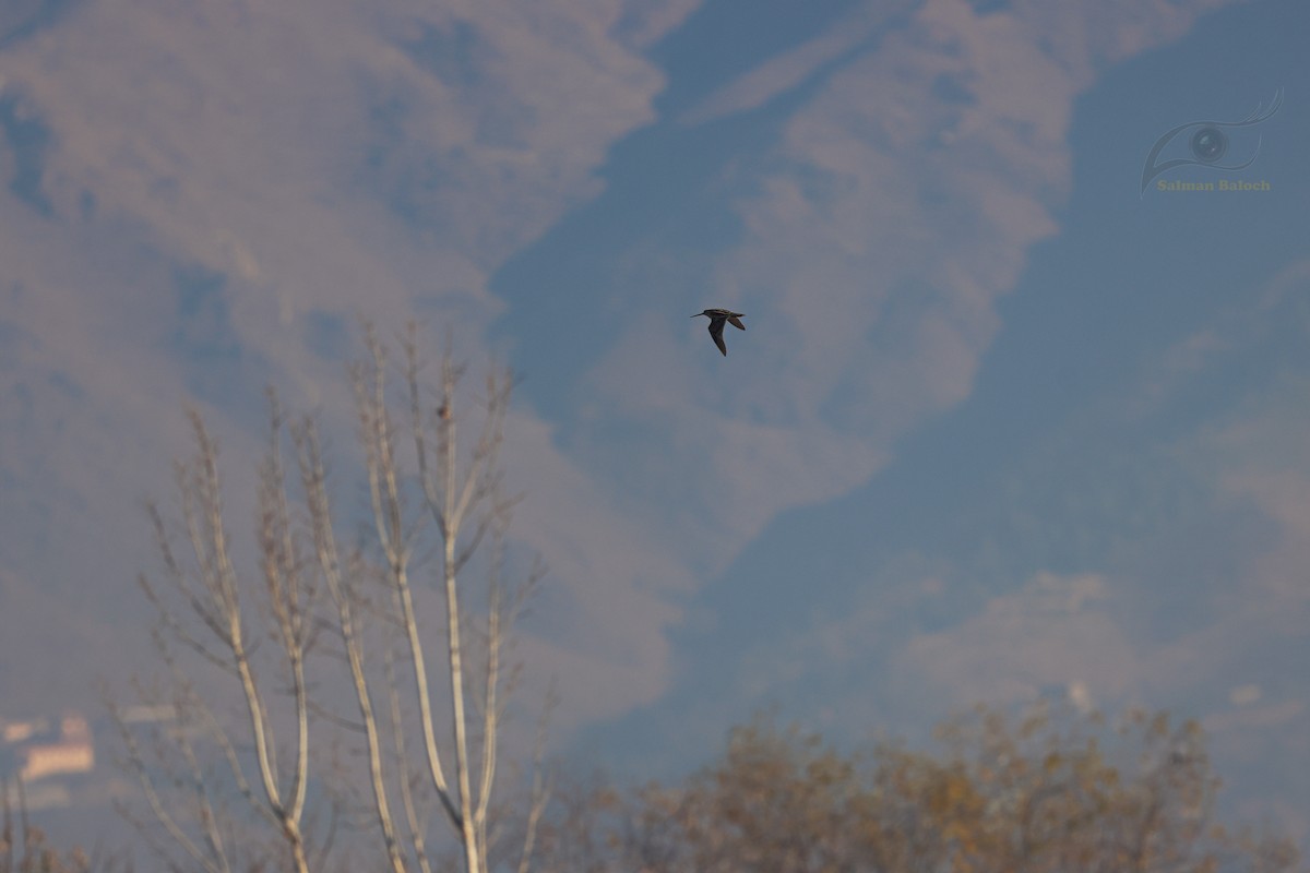 Common Snipe - ML647849614