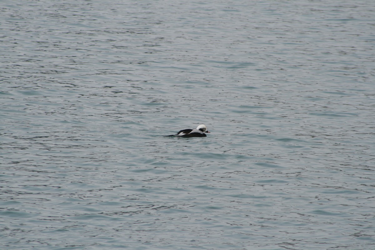 havelle - ML647849617