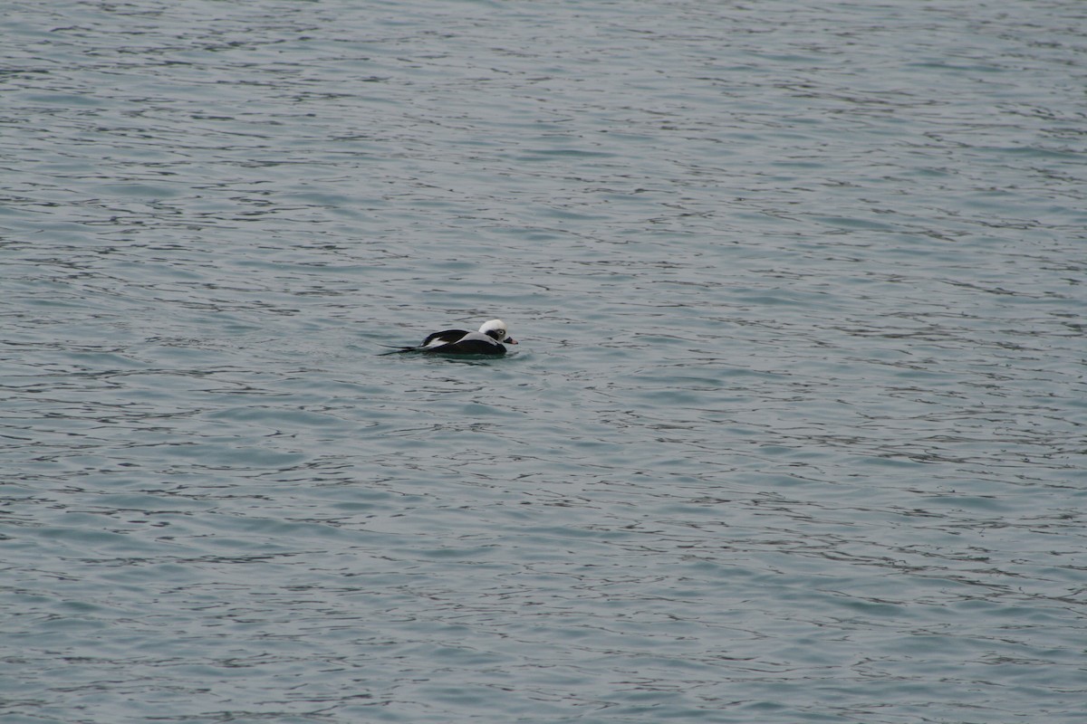 havelle - ML647849618