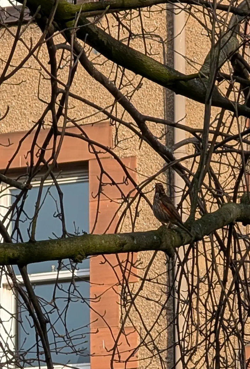 Grive mauvis - ML647849620