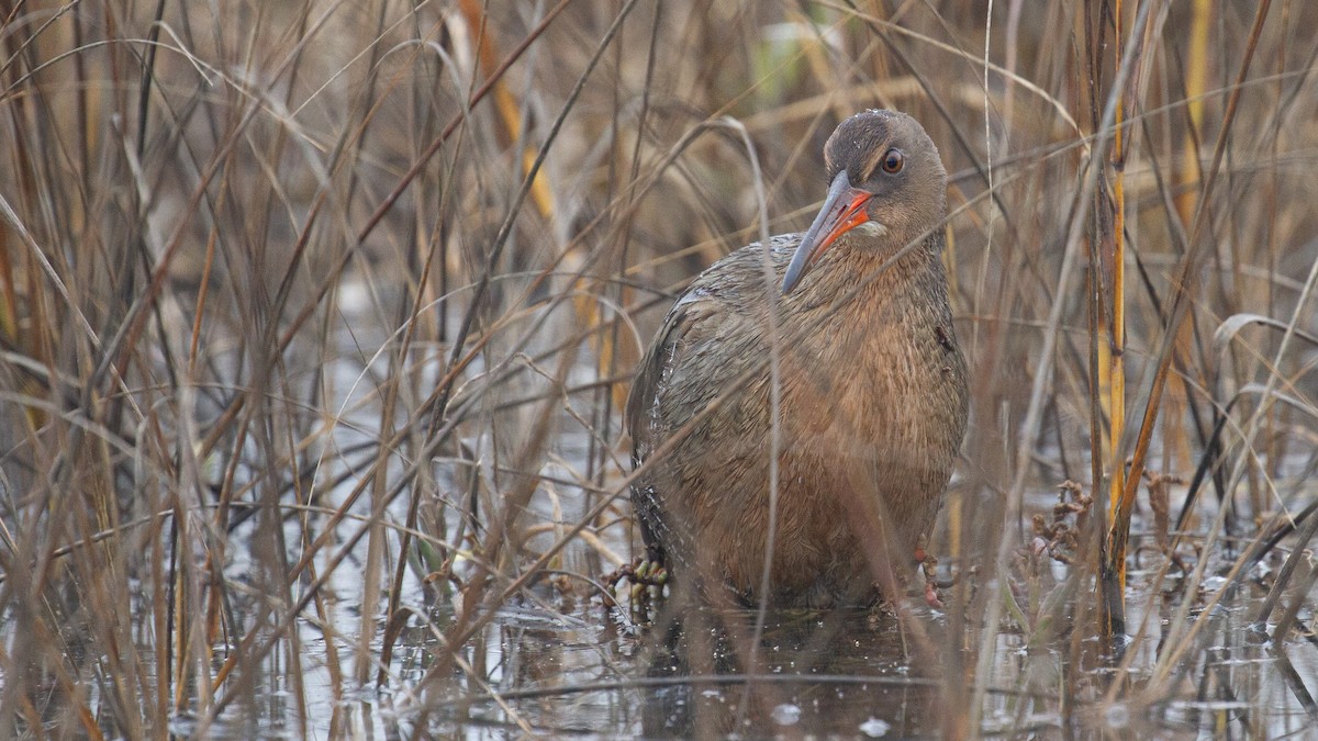 spartinarikse - ML647849621